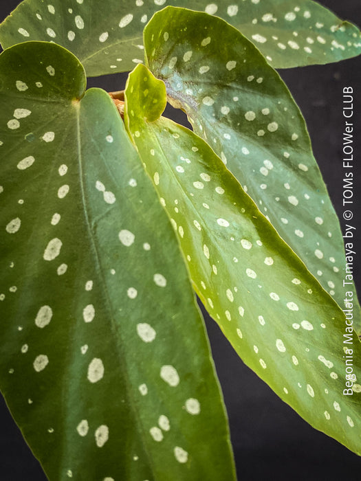 Begonia Maculata Tamaya, polka dots, Forellenbegonie, TOMs FLOWer CLUB, organically grown, Zimmerpflanzen