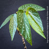 Begonia Maculata Tamaya, polka dots, Forellenbegonie, TOMs FLOWer CLUB, organically grown, Zimmerpflanzen