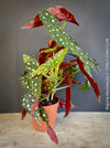 Begonia maculata polka dot plant for sale at TOMs FLOWer CLUB