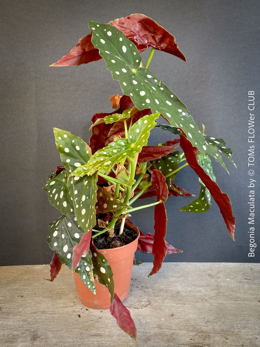 Begonia maculata polka dot plant for sale at TOMs FLOWer CLUB