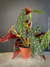 Begonia maculata polka dot plant for sale at TOMs FLOWer CLUB