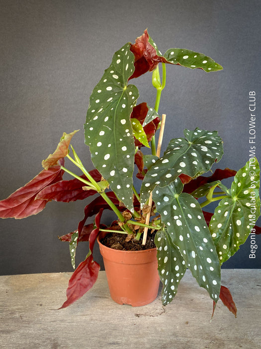 Begonia maculata polka dot plant for sale at TOMs FLOWer CLUB