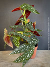 Begonia maculata polka dot plant for sale at TOMs FLOWer CLUB