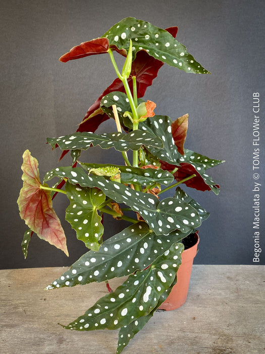 Begonia maculata polka dot plant for sale at TOMs FLOWer CLUB