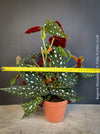 Begonia maculata polka dot plant for sale at TOMs FLOWer CLUB