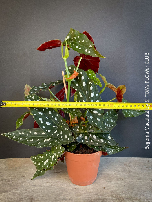Begonia maculata polka dot plant for sale at TOMs FLOWer CLUB