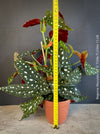 Begonia maculata polka dot plant for sale at TOMs FLOWer CLUB