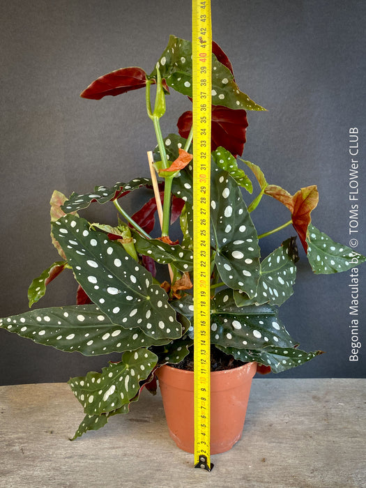 Begonia maculata polka dot plant for sale at TOMs FLOWer CLUB