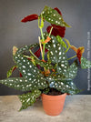 Begonia maculata polka dot plant for sale at TOMs FLOWer CLUB