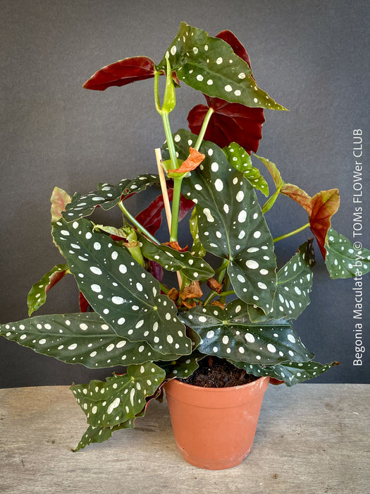 Begonia maculata polka dot plant for sale at TOMs FLOWer CLUB