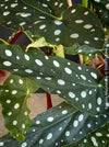 Leaf detail of Begonia maculata polka dot plant for sale at TOMs FLOWer CLUB