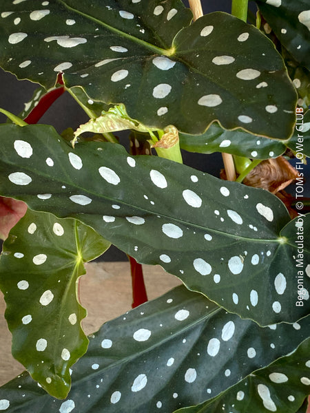 Leaf detail of Begonia maculata polka dot plant for sale at TOMs FLOWer CLUB
