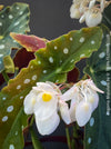 White flowering Begonia maculata polka dot plant for sale at TOMs FLOWer CLUB