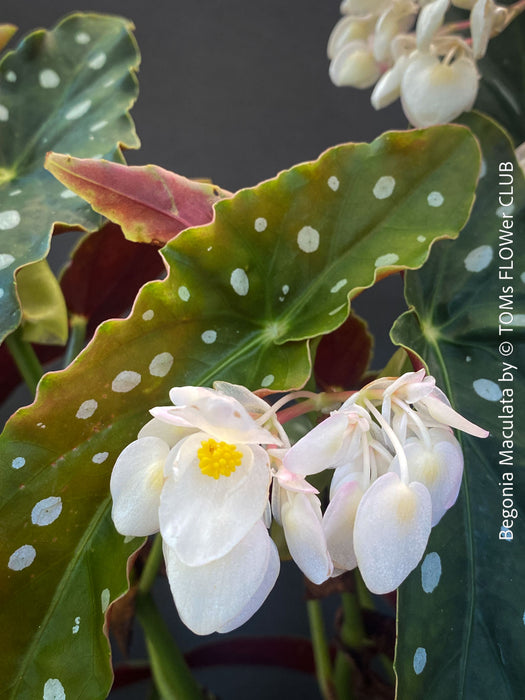 White flowering Begonia maculata polka dot plant for sale at TOMs FLOWer CLUB