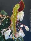 White flowering Begonia maculata polka dot plant for sale at TOMs FLOWer CLUB