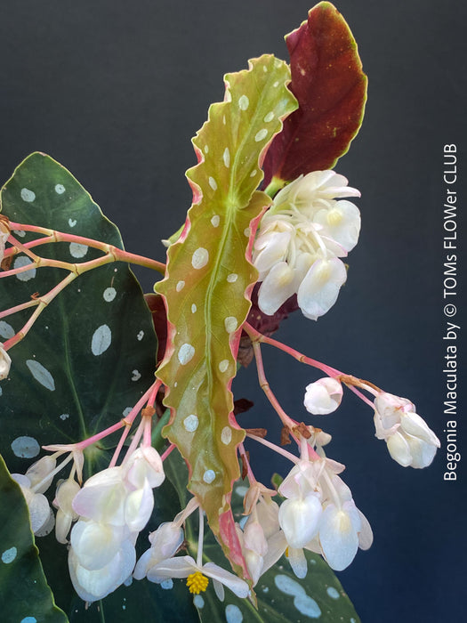 White flowering Begonia maculata polka dot plant for sale at TOMs FLOWer CLUB