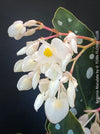 White flowering Begonia maculata polka dot plant for sale at TOMs FLOWer CLUB