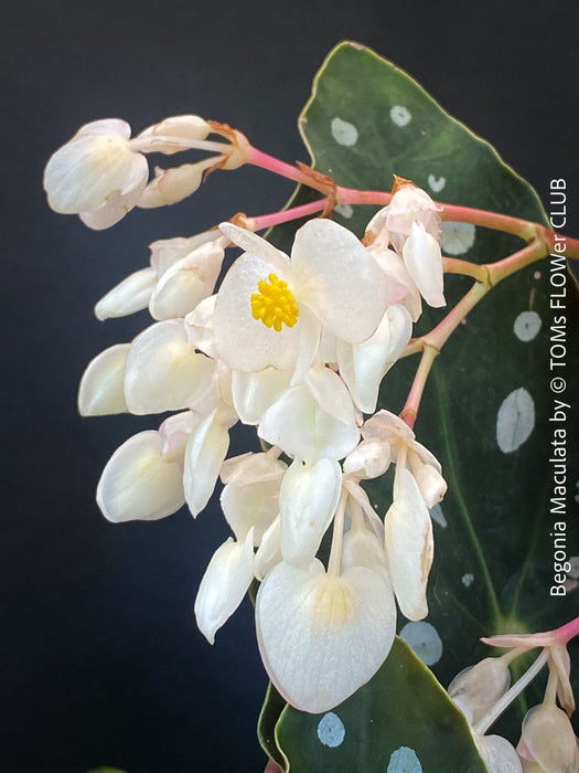 White flowering Begonia maculata polka dot plant for sale at TOMs FLOWer CLUB
