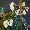 White flowering Begonia maculata polka dot plant for sale at TOMs FLOWer CLUB