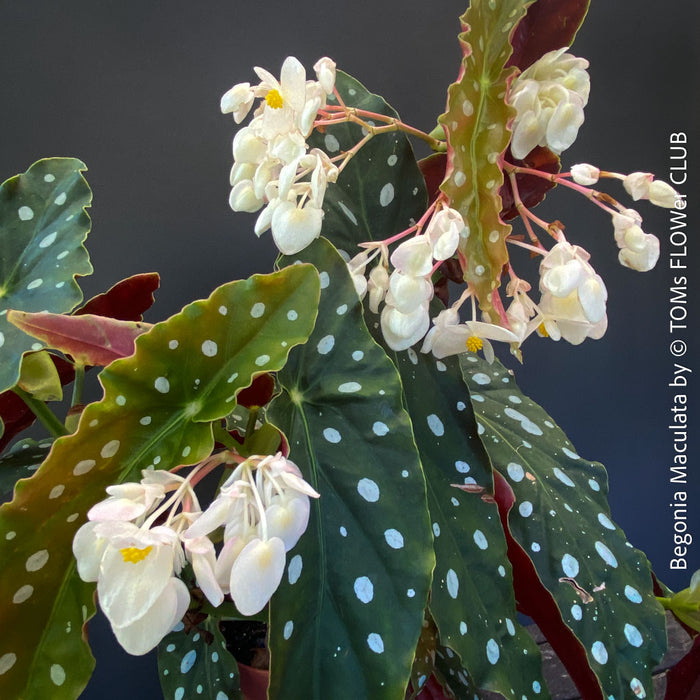White flowering Begonia maculata polka dot plant for sale at TOMs FLOWer CLUB