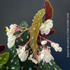 White flowering Begonia maculata polka dot plant for sale at TOMs FLOWer CLUB