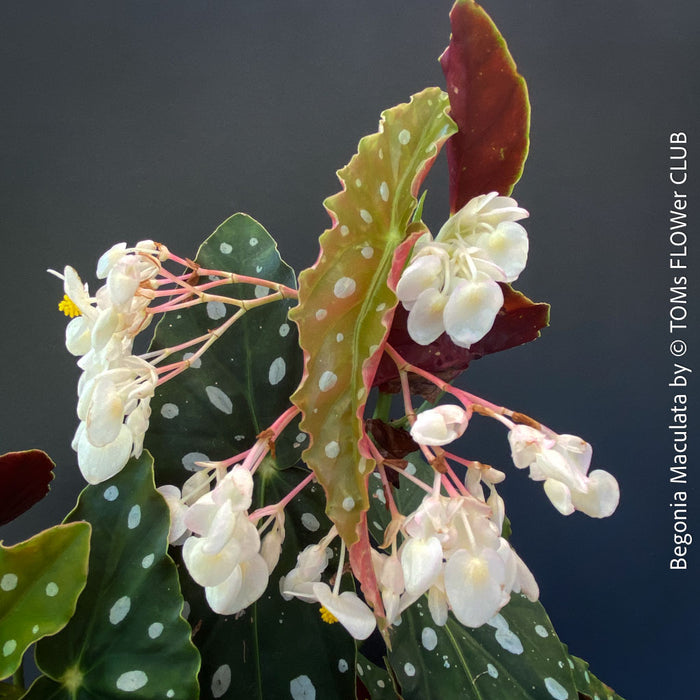 White flowering Begonia maculata polka dot plant for sale at TOMs FLOWer CLUB