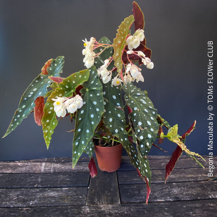 White flowering Begonia maculata polka dot plant for sale at TOMs FLOWer CLUB