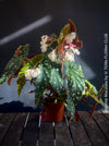 White flowering Begonia maculata polka dot plant for sale at TOMs FLOWer CLUB
