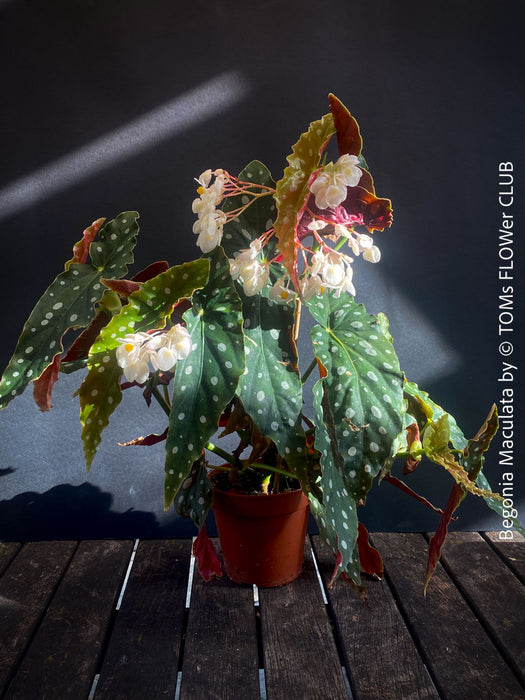 White flowering Begonia maculata polka dot plant for sale at TOMs FLOWer CLUB