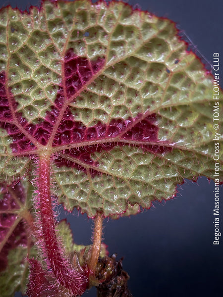 Begonia Masoniana Iron Cross, organically grown tropical plants for sale at TOMs FLOWer CLUB.