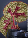 Begonia Masoniana Iron Cross, organically grown tropical plants for sale at TOMs FLOWer CLUB.
