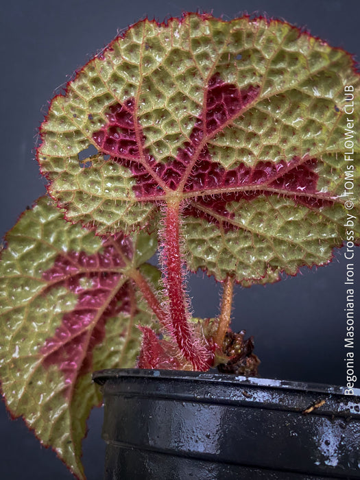 Begonia Masoniana Iron Cross, organically grown tropical plants for sale at TOMs FLOWer CLUB.