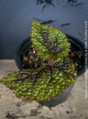 Begonia Masoniana Iron Cross, organically grown tropical plants for sale at TOMs FLOWer CLUB.