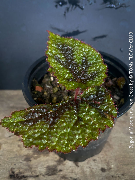 Begonia Masoniana Iron Cross, organically grown tropical plants for sale at TOMs FLOWer CLUB.