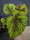 Begonia Masoniana Iron Cross, organically grown tropical plants for sale at TOMs FLOWer CLUB.