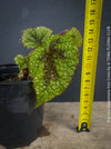 Begonia Masoniana Iron Cross, organically grown tropical plants for sale at TOMs FLOWer CLUB.