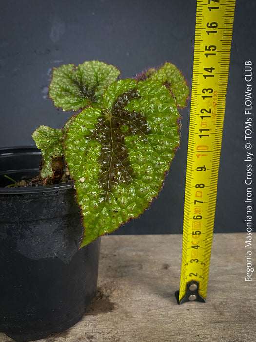 Begonia Masoniana Iron Cross, organically grown tropical plants for sale at TOMs FLOWer CLUB.