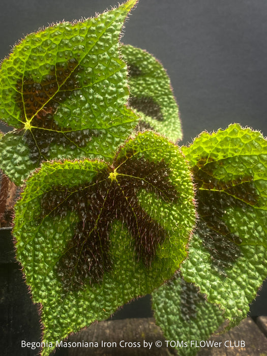 Leaf detail of Begonia Masoniana Iron Cross, organically grown tropical plants for sale at TOMs FLOWer CLUB.
