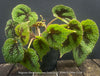 Begonia Masoniana Iron Cross, organically grown tropical plants for sale at TOMs FLOWer CLUB.