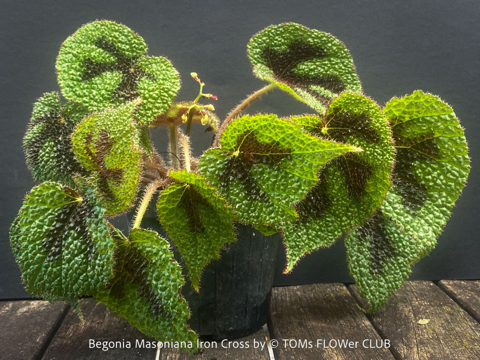 Begonia Masoniana Iron Cross, organically grown tropical plants for sale at TOMs FLOWer CLUB.