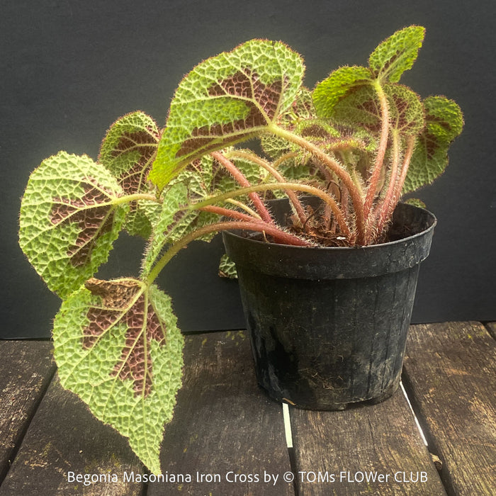 Begonia Masoniana Iron Cross, organically grown tropical plants for sale at TOMs FLOWer CLUB.