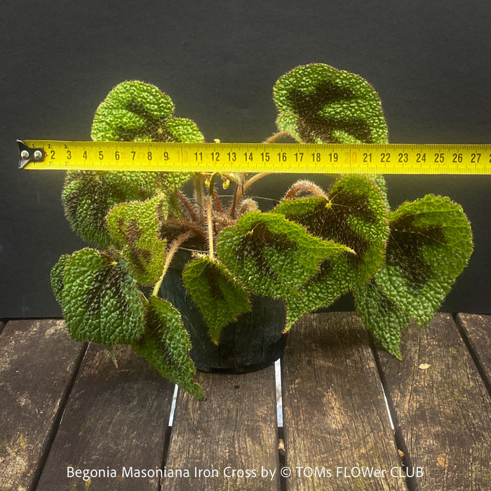 Begonia Masoniana Iron Cross, organically grown tropical plants for sale at TOMs FLOWer CLUB.