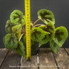 Begonia Masoniana Iron Cross, organically grown tropical plants for sale at TOMs FLOWer CLUB.