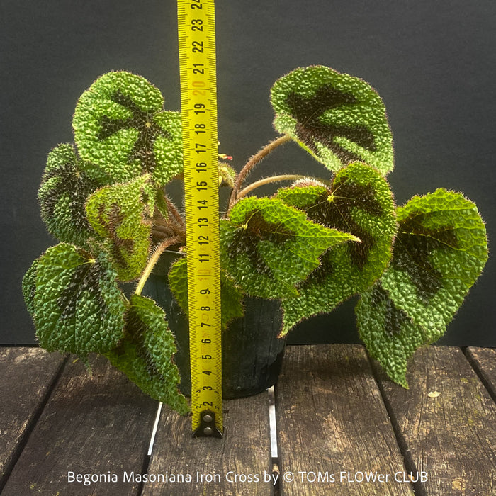 Begonia Masoniana Iron Cross, organically grown tropical plants for sale at TOMs FLOWer CLUB.