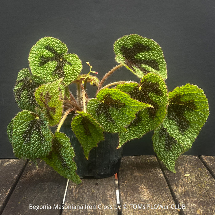 Begonia Masoniana Iron Cross, organically grown tropical plants for sale at TOMs FLOWer CLUB.