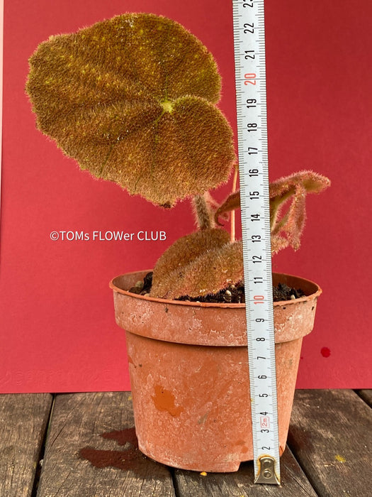 Begonia Masoniana River, organically grown tropical plants for sale at TOMsFLOWer CLUB.