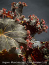 Begonia Munchkin, rhizomatous begonia,  evergreen perennial, frilled margins, black burgundy foliage, organically grown, plants for sale at TOMs FLOWer CLUB. 