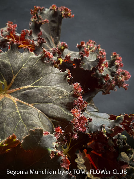 Begonia Munchkin, rhizomatous begonia,  evergreen perennial, frilled margins, black burgundy foliage, organically grown, plants for sale at TOMs FLOWer CLUB. 