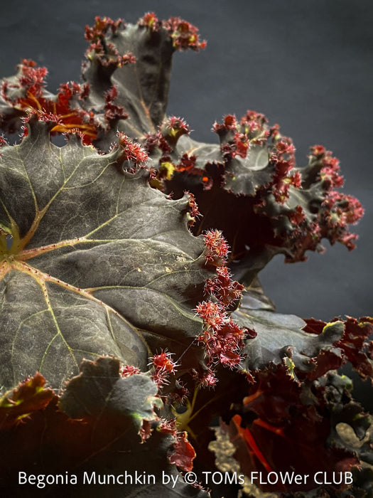 Begonia Munchkin, rhizomatous begonia,  evergreen perennial, frilled margins, black burgundy foliage, organically grown, plants for sale at TOMs FLOWer CLUB. 