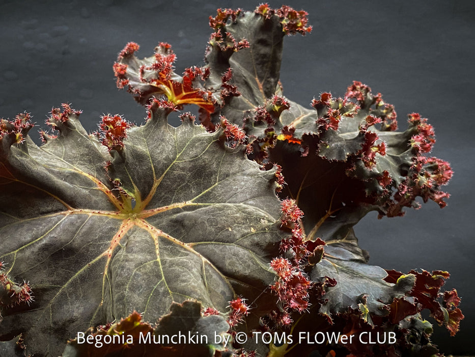 Begonia Munchkin, rhizomatous begonia,  evergreen perennial, frilled margins, black burgundy foliage, organically grown, plants for sale at TOMs FLOWer CLUB. 